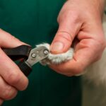 Is declawing cats bad and does declawing a cat hurt them?