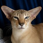 Dobby cat and doby cat breed profile