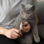 A dry cat nose and what a cat warm nose or cold nose may indicate