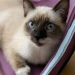 balinese cat for sale and ragdoll cat kitten