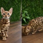 big bengal cat, bengal cats size, bengal cat height