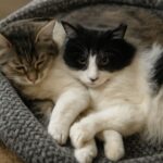 cat age calculator and cat age converter