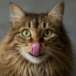 Cat has bad breath and stinky cat breath