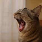 cat bad breath and cat breath stinks