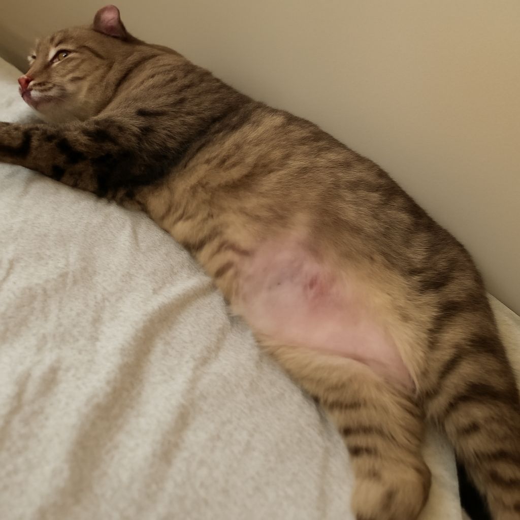 Cat Losing Hair on Belly: Understanding the Causes and Solutions
