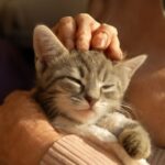 When to declaw a cat and how old do cats have to be to get declawed