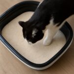 Laxative for cats and stool softener for cats to prevent obstipation