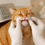 Understanding cat gingivitis and gingivitis in cats