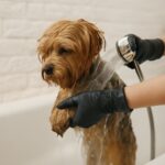 cat grooming tips including K1 and K4