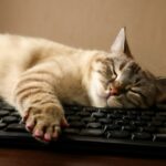 Cat nail grinder, cat nail caps, cat split nail