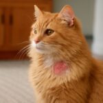 Information on cat pregnancy calculator and cat skin allergies home remedies