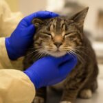 Cat leukemia symptoms and signs of leukemia in cats