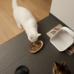 How to get a cat to eat and why do cats stop eating