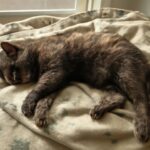 cat seizure symptoms, epilepsy in cats, what causes seizures in cats