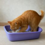 cystitis in cats and fus cat
