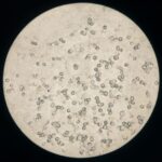 Cat Urine Crystals and What Causes Crystals in Cat Urine