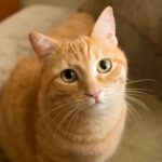 cat sitting and staring, cat bringing toys
