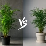 Majesty palm cats and areca palm safe for felines