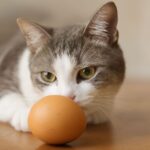 cats and eggs, are eggs bad for cats