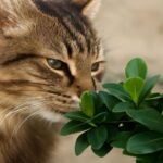 Bonsai trees and daylilies poisonous to cats
