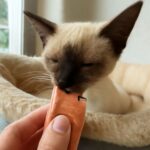 worst dog breeds for cats and dog cat mouse dynamics