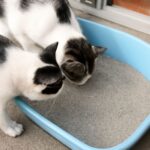 dogs eating cat litter and poop
