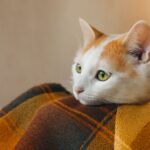 Giardia in cats and treatment for giardia in cats