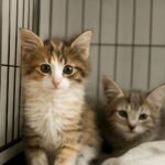 Panleuk in cats and cat reaction to rabies shot
