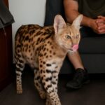 Serval cat price and exotic shorthair cats for sale