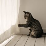 A shy cat looking timid with calming spray nearby