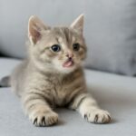 Caring for a five-week-old kitten and kittens around six weeks, from feeding to play.