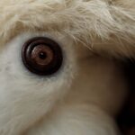 Warbles in cats and botfly infestations