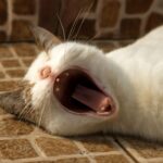cat with long fangs and cat canine teeth too long