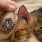 Understanding cats ears and cat ear anatomy