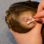 Cat ear infection and homemade cat ear cleaner