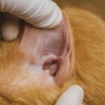 How to get rid of ear mites in cats and ear mites in cats treatment