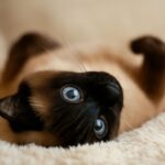 cat lipoma and fatty tumor on cat
