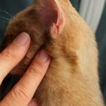 Miliary dermatitis cat with bumps on neck