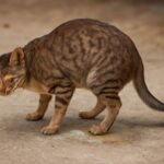 Understanding Crystals in Cat Urine and Cat Bladder Crystals