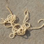Worms in cat vomit, cat vomiting worms