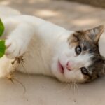 what does catnip do to cats and why does catnip make cats go crazy