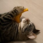 Is catnip bad for cats or is catnip like weed for cats?