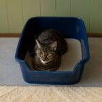 Why do cats chase their tails and bury their poop