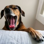 Can cats get kennel cough from dogs and is kennel cough contagious to cats