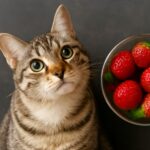 Can cats have pineapple and can cats eat berries?