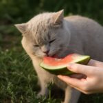 Can cats eat watermelon and is watermelon safe for cats?