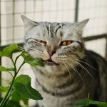 Dracaena toxic and poisonous to cats