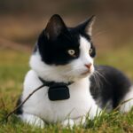 Compare GPS trackers for cats and cat locator collars by coverage, fit, battery life, and cost.