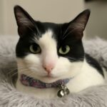 IBD in cats and inflammatory bowel disease cats