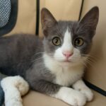 Russian Blue Cat and Adoption Process
